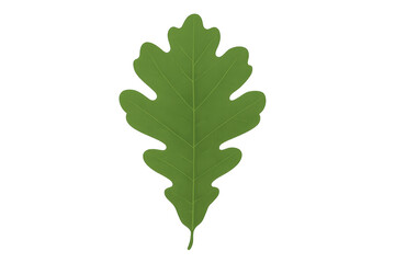 Fototapeta premium Green oak leaf on transparent background