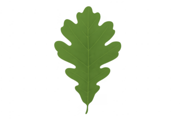 Green oak leaf on transparent background