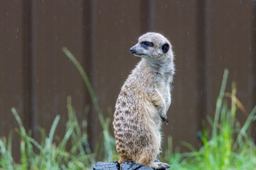 Suricate