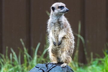 Suricate