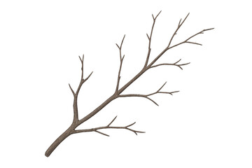 Fototapeta premium Dry leafless tree branch on transparent background