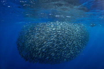 There is a huge school of sardines near the surface. Sardinops sagax are gathering near Baja California. There is an abundant ocean near the Mexican coast.