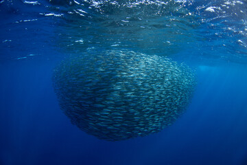 There is a huge school of sardines near the surface. Sardinops sagax are gathering near Baja California. There is an abundant ocean near the Mexican coast.