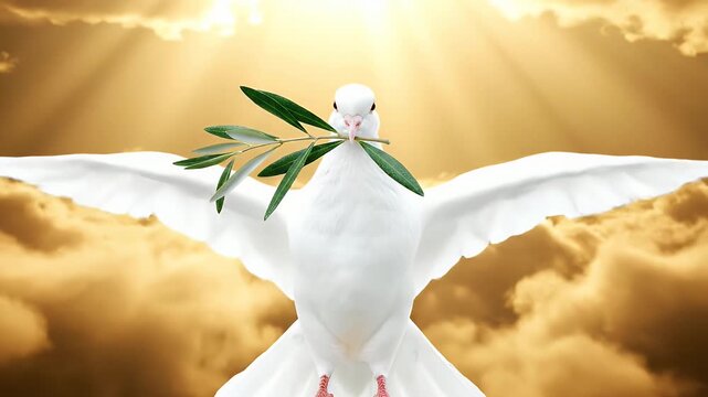 A white dove flying in the golden sky with an olive branch for peace.