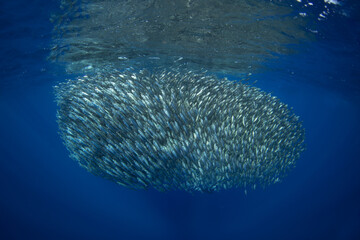 There is a huge school of sardines near the surface. Sardinops sagax are gathering near Baja California. There is an abundant ocean near the Mexican coast.