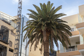large Canary Island Date Palms agains multi-story residential, holiday apartment complex in Playa del Ingl&eacute;s, Spanish island, Gran Canaria, Canary archipelago. Is palm is native to the Canary Islands.
