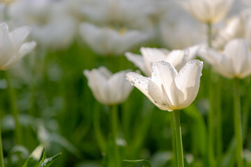 Selective focus of white tulip flowers with green leaves and water drops in garden, Tulips from a genus of spring-blooming perennial herbaceous bulbiferous geophytes, Natural background, Netherlands.