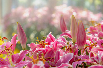 Selective focus of pink Lily flowers with green leaves and raindrop or waterdrop in the garden, Lilium (Lilies) is a genus of herbaceous flowering plants growing from bulbs, Natural floral background.