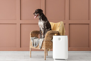 Cute German Shorthaired Pointer dog with modern air purifier sitting on armchair near brown wall
