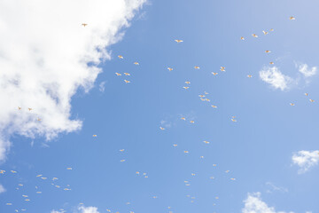 sky and clouds with a flock of birds flying 