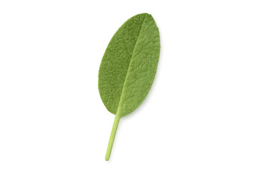Obraz premium Fresh green sage leaf on transparent background