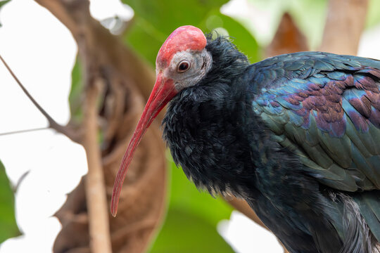 Southern Bald Ibis (Geronticus calvus) - Endemic to the high altitude grasslands of Southern Africa