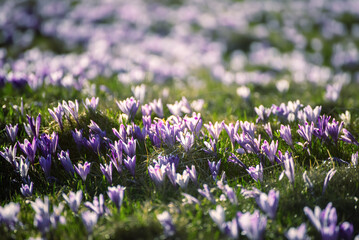 Spring crocus flowers in the green grass, Easter seasonal background