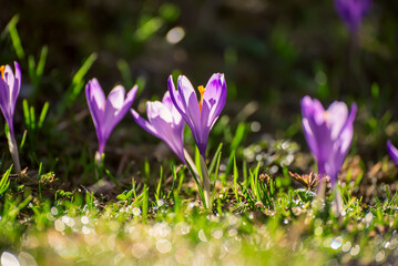 Spring crocus flowers in the green grass, Easter seasonal background