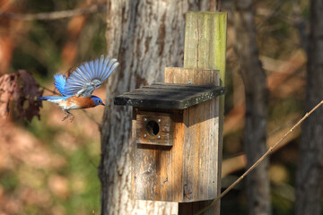 Male blue bird inflight landing in old blue bird box. 