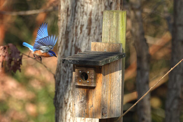 Male blue bird inflight landing in old blue bird box. 