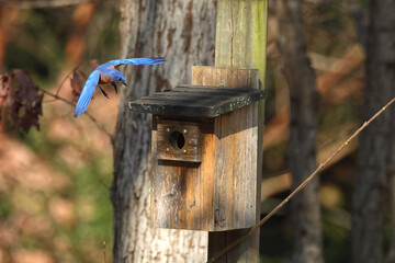 Male blue bird inflight landing in old blue bird box. 