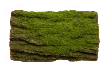 Green moss growing on rough rock fragment
