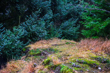 Obraz premium Walking path through dark pine forest opening to a bright misty meadow at dawn
