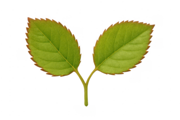 Fresh green rose leaves with transparent background