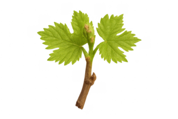 Fresh grape vine shoot growing seedling transparent background