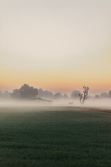 sunrise in the fog