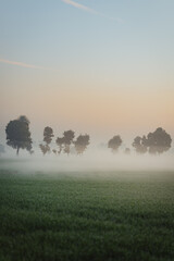 misty morning in the field