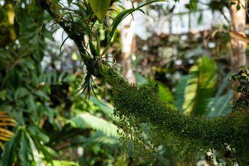 Berlin Botanical Garden: Stunning greenhouses with rich collections of cacti, succulents, and lush...