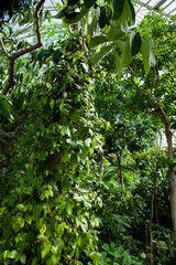 The "Miracle Tree" Moringa oleifera flourishing in the tropical greenhouses of the Berlin Botanical Garden.
