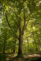 Fototapeta premium Berlin Botanical Garden: A rich collection of mature trees, diverse shrubs, and vibrant plants in a historic park setting