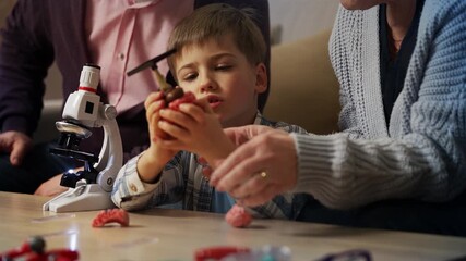 Boy and grandparents looking at 3D brain model, anatomy lessons for children