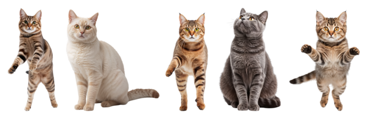 A cute British Shorthair cat in different poses isolated on a transparent background