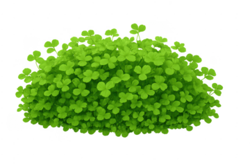 Green clover shamrock bush with transparent background