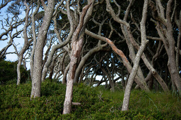 Fototapeta premium old tree in the park