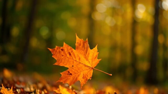 A vibrant orange leaf floating against a blurred autumn backdrop.