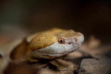 Fototapeta premium close up of a snake