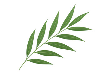 Fototapeta premium Green botanical branch with long leaves on transparent background