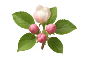 Apple blossom branch with developing pink buds