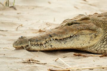 Obraz premium crocodile in the river