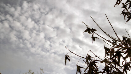 Silhouetted branches and dry leaves against a bright, cloudy sky.