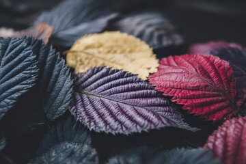 Close Up of Multicolored Leaves in Purple Red and Yellow Hues with a Dark Background Emphasizing Textural Details and Natural Patterns in Soft Lighting