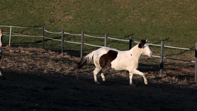 Young Paint Horse gelding and Haflinger mix mare in free run on winter pasture