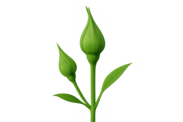 Green flower buds growing on stem with leaves