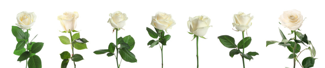 Set of beautiful roses on white background