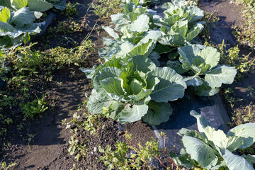 成長中の夏のキャベツ畑