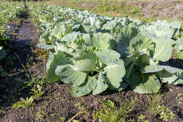 成長中の夏のキャベツ畑