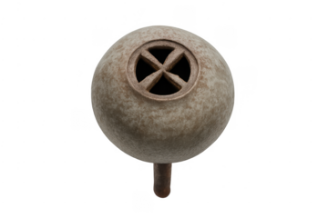 Eucalyptus gumnut seed pod on transparent background