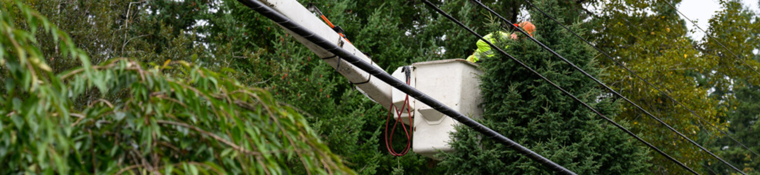 Arborist with a saw in a lift bucket pruning tree branches to keep them away from power lines, utility preventative maintenance work to keep the electricity on constantly 
