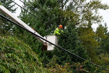 Arborist with a saw in a lift bucket pruning tree branches to keep them away from power lines, utility preventative maintenance work to keep the electricity on constantly   © knelson20