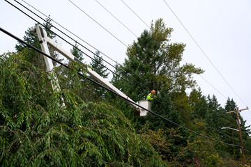 Arborist with a saw in a lift bucket pruning tree branches to keep them away from power lines, utility preventative maintenance work to keep the electricity on constantly   © knelson20